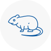 Rat Control Yelverton